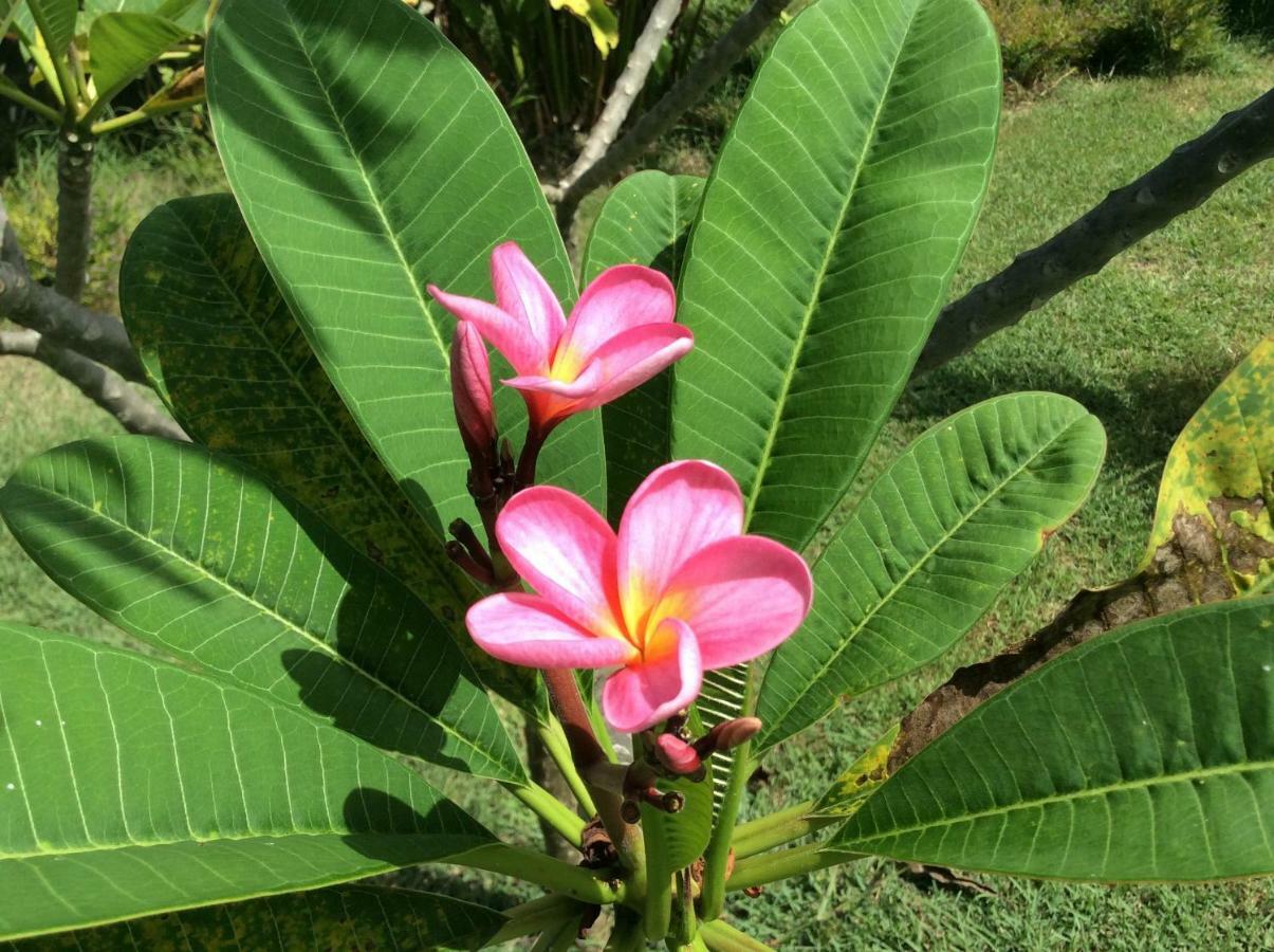 Gite Les Jardins D'Enoha Anse-Bertrand Ngoại thất bức ảnh