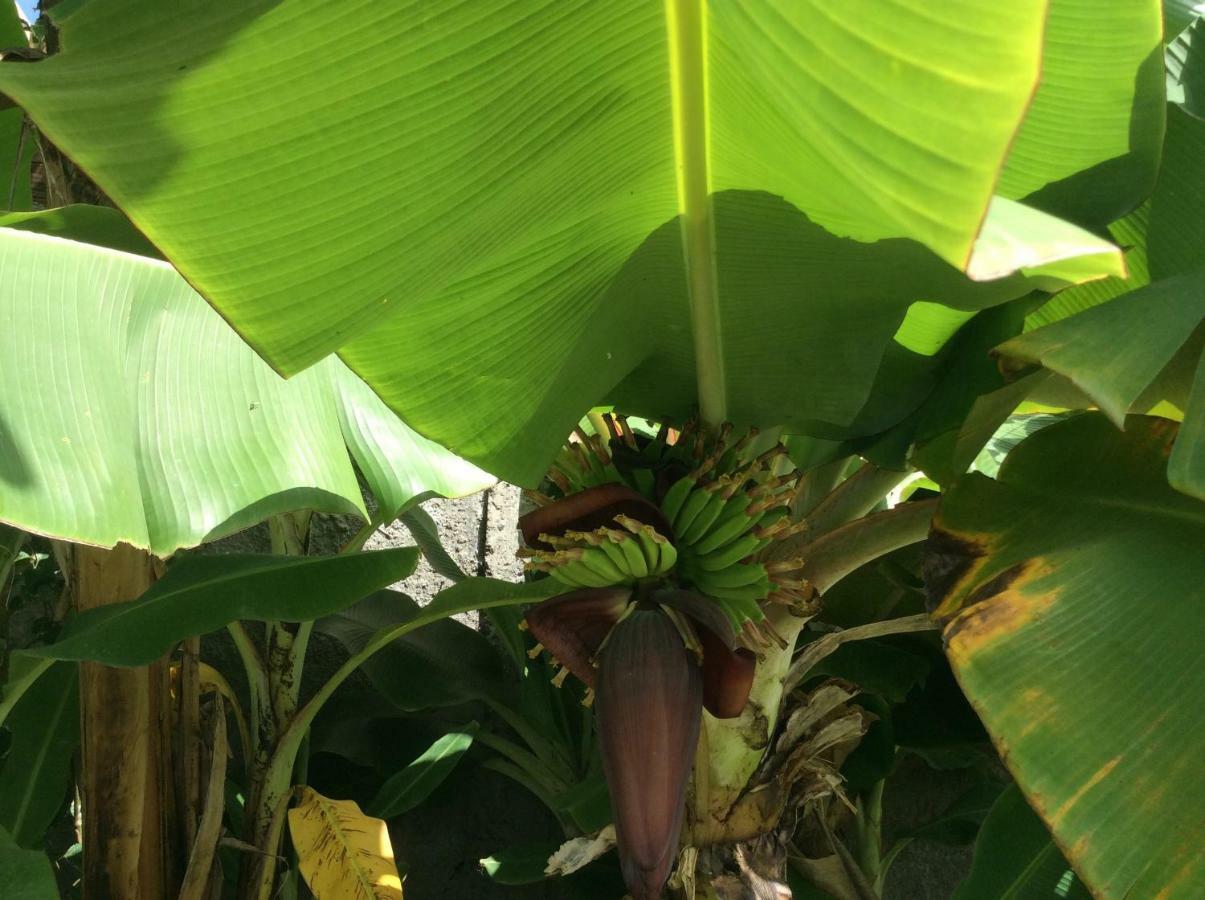 Gite Les Jardins D'Enoha Anse-Bertrand Ngoại thất bức ảnh