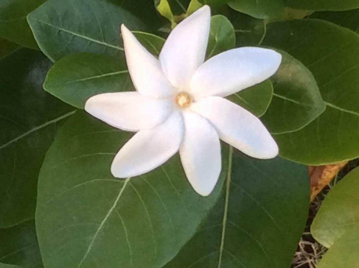 Gite Les Jardins D'Enoha Anse-Bertrand Ngoại thất bức ảnh
