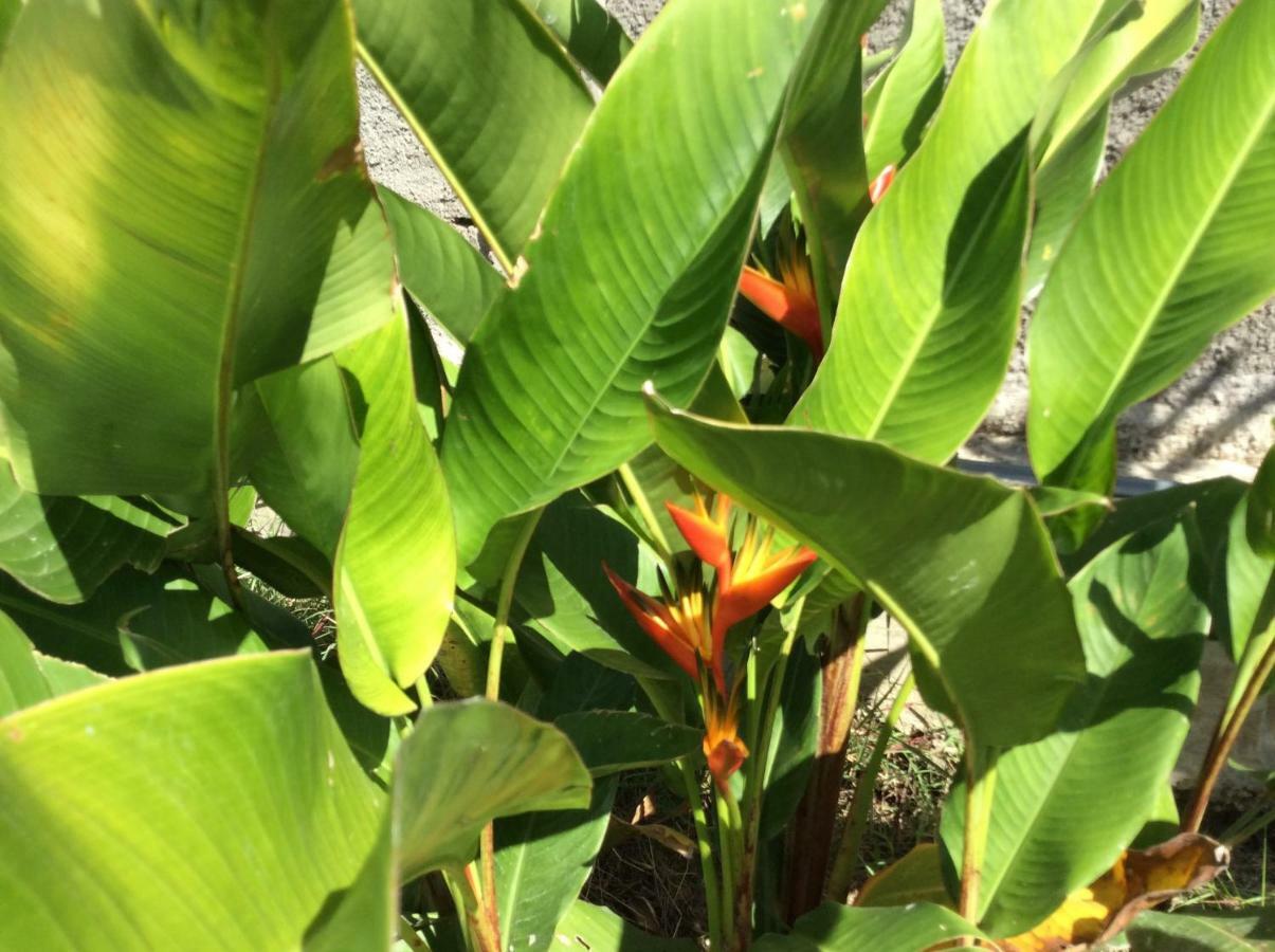 Gite Les Jardins D'Enoha Anse-Bertrand Ngoại thất bức ảnh